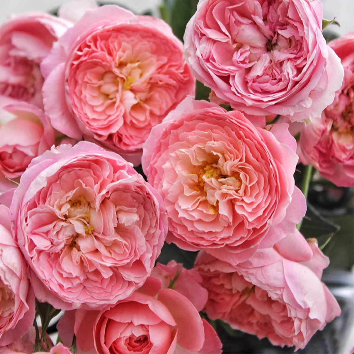 Summer Fireworks Rose Seeds - Perennial Garden Rose, 30+ seeds