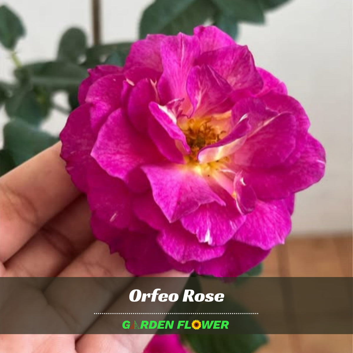 Orfeo Rose Perennial Seeds - Garden Rose, Deep Red Blooms, 30+ seeds