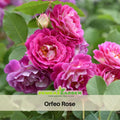 30+ Seeds|Orfeo Rose Perennial Seeds - Garden Rose - Deep Red Blooms - Long Blooming - Ornamental Flower - Cottage Garden#1182