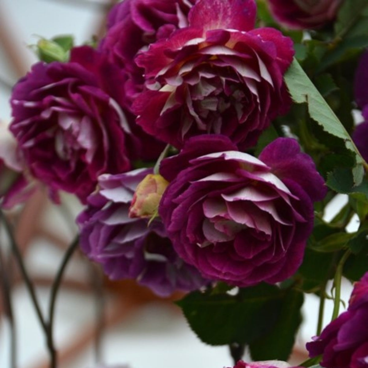 Orfeo Rose Perennial Seeds - Garden Rose, Deep Red Blooms, 30+ seeds