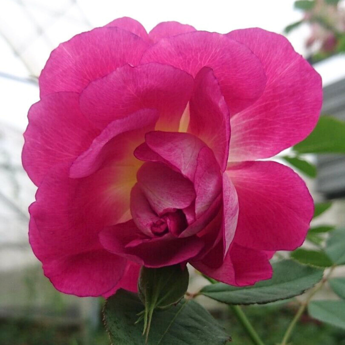 Orfeo Rose Perennial Seeds - Garden Rose, Deep Red Blooms, 30+ seeds