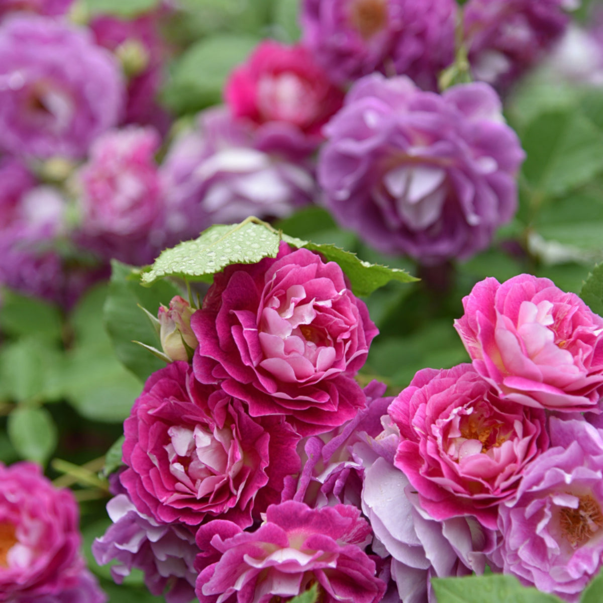 Orfeo Rose Perennial Seeds - Garden Rose, Deep Red Blooms, 30+ seeds