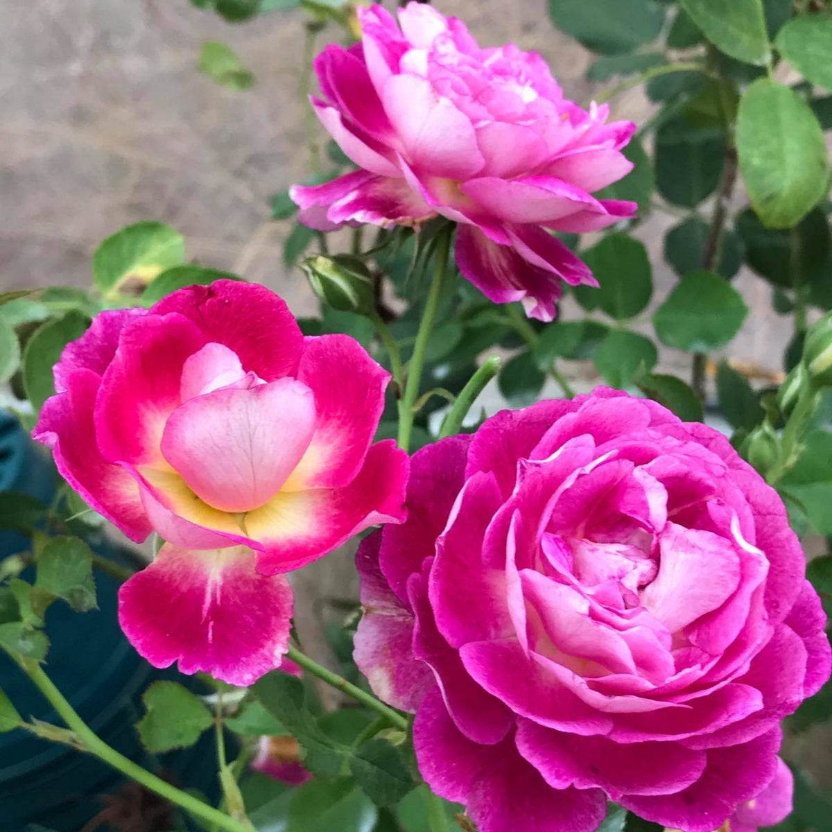 Orfeo Rose Perennial Seeds - Garden Rose, Deep Red Blooms, 30+ seeds