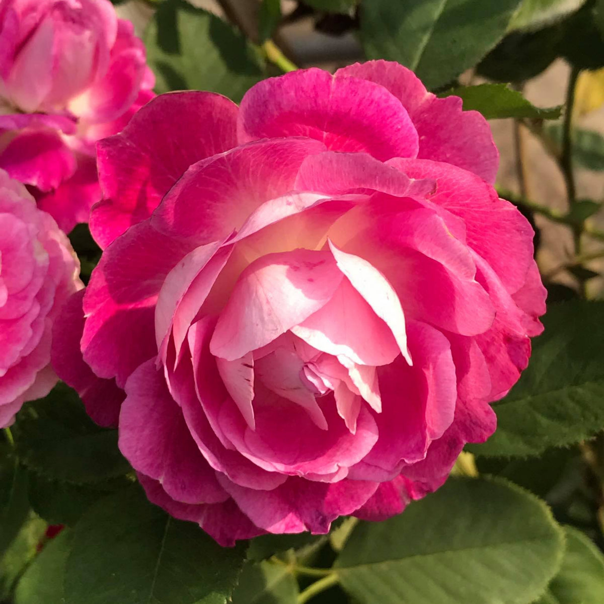 Orfeo Rose Perennial Seeds - Garden Rose, Deep Red Blooms, 30+ seeds