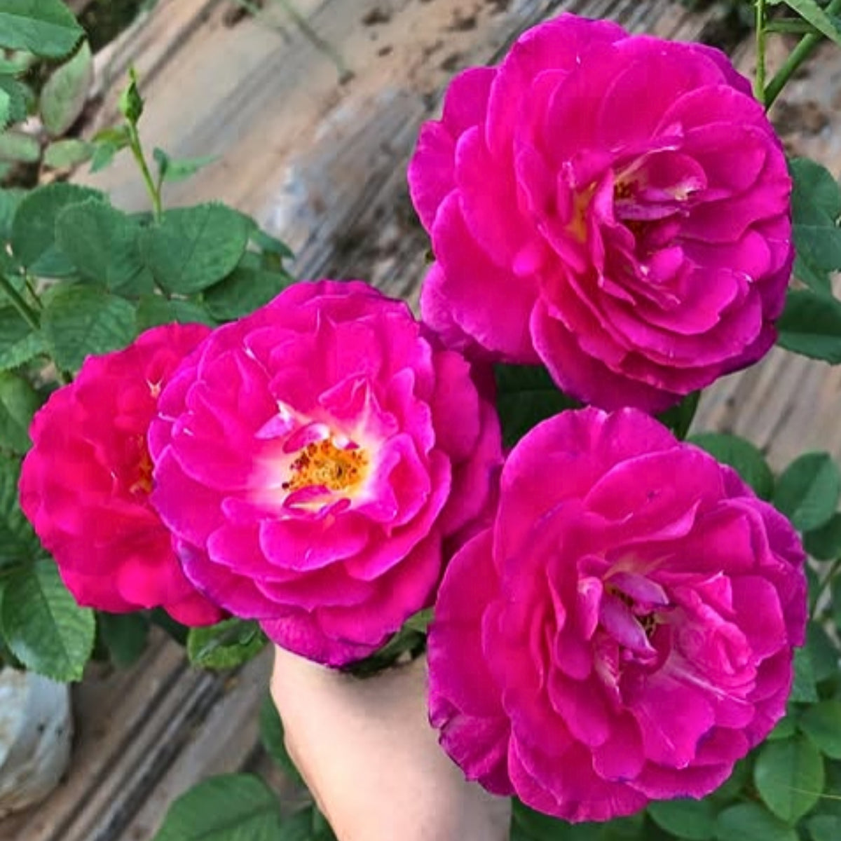 Orfeo Rose Perennial Seeds - Garden Rose, Deep Red Blooms, 30+ seeds