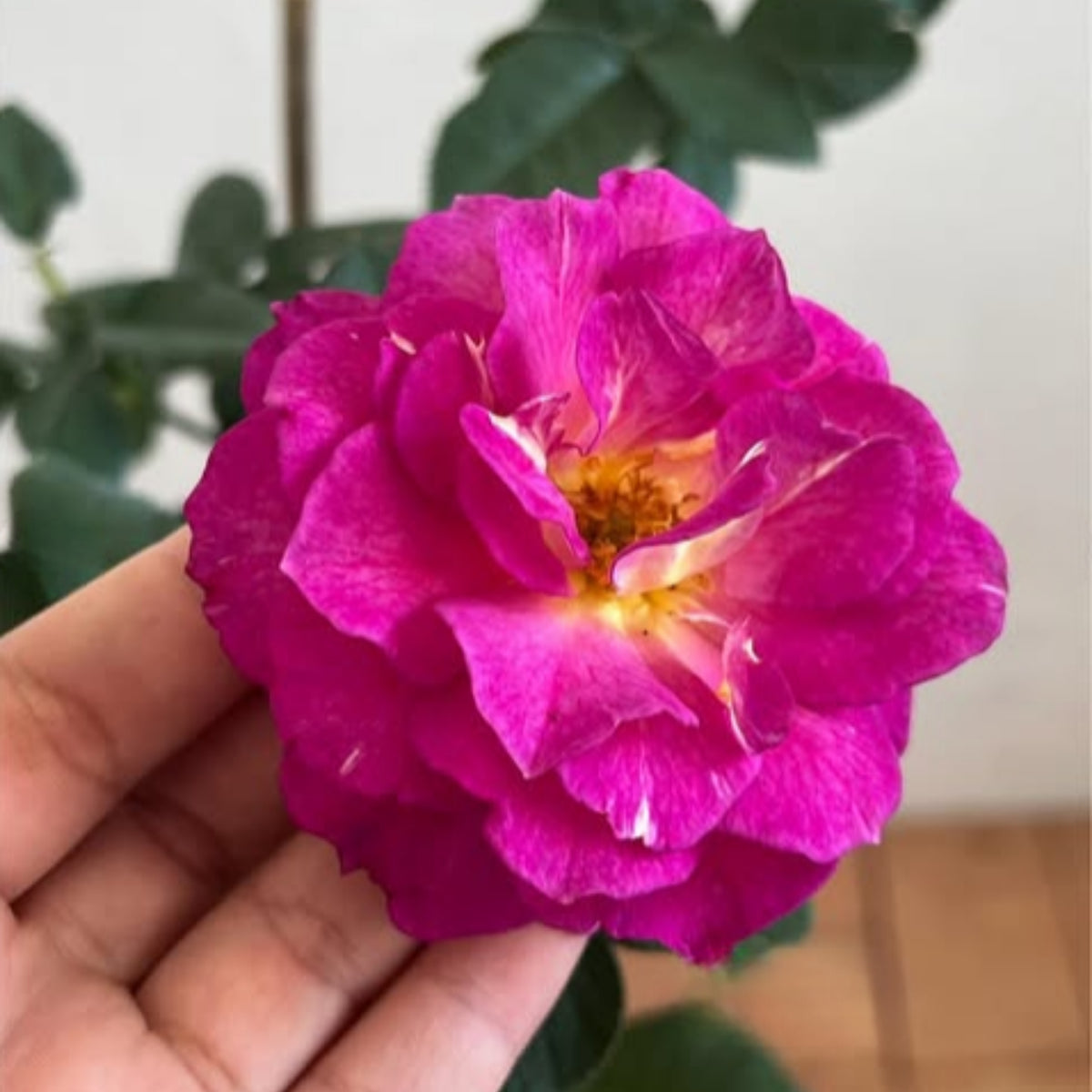 Orfeo Rose Perennial Seeds - Garden Rose, Deep Red Blooms, 30+ seeds