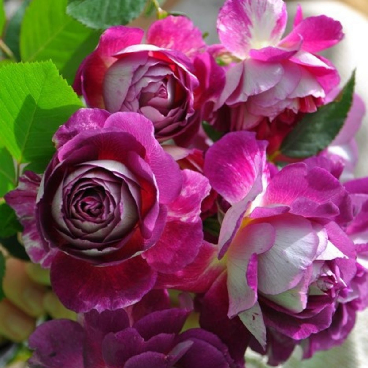 Orfeo Rose Perennial Seeds - Garden Rose, Deep Red Blooms, 30+ seeds