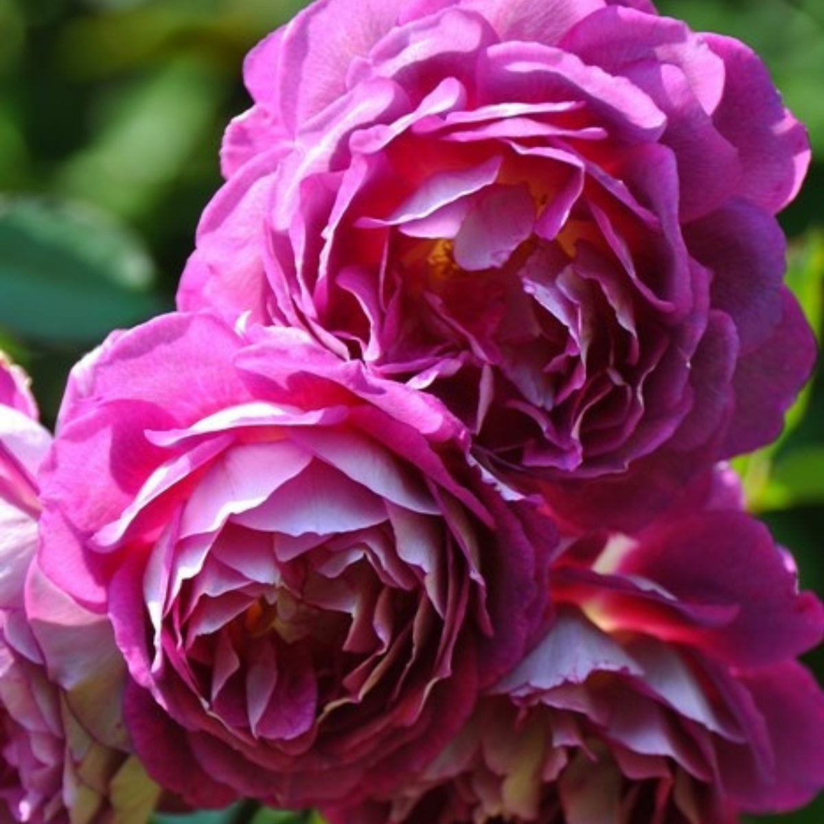 Orfeo Rose Perennial Seeds - Garden Rose, Deep Red Blooms, 30+ seeds