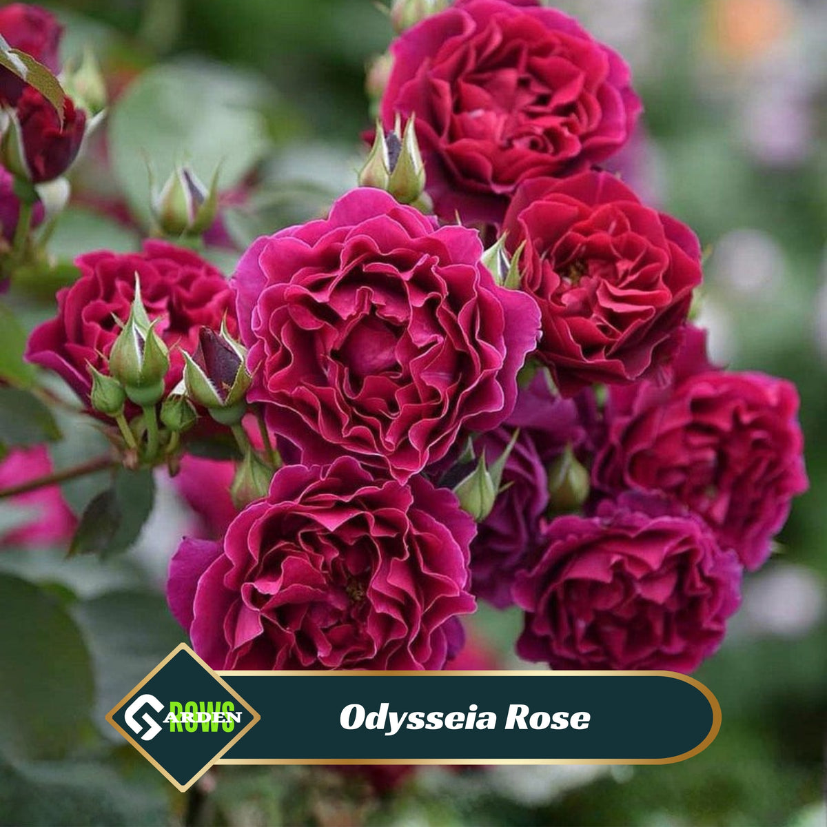 Odysseia Perennial Rose Seeds - Garden Rose, 30+ seeds