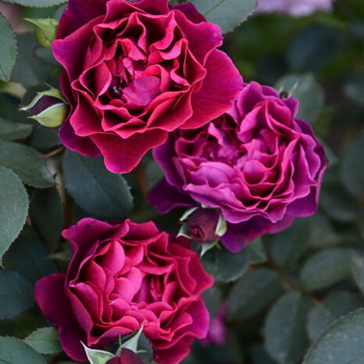 Odysseia Perennial Rose Seeds - Garden Rose, 30+ seeds