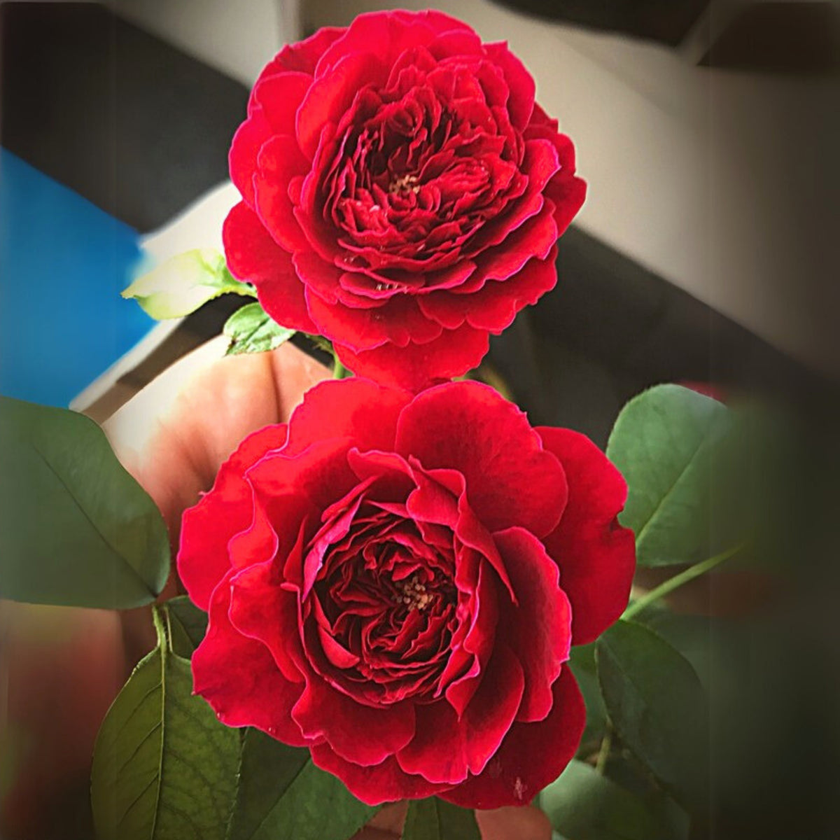 Odysseia Perennial Rose Seeds - Garden Rose, 30+ seeds