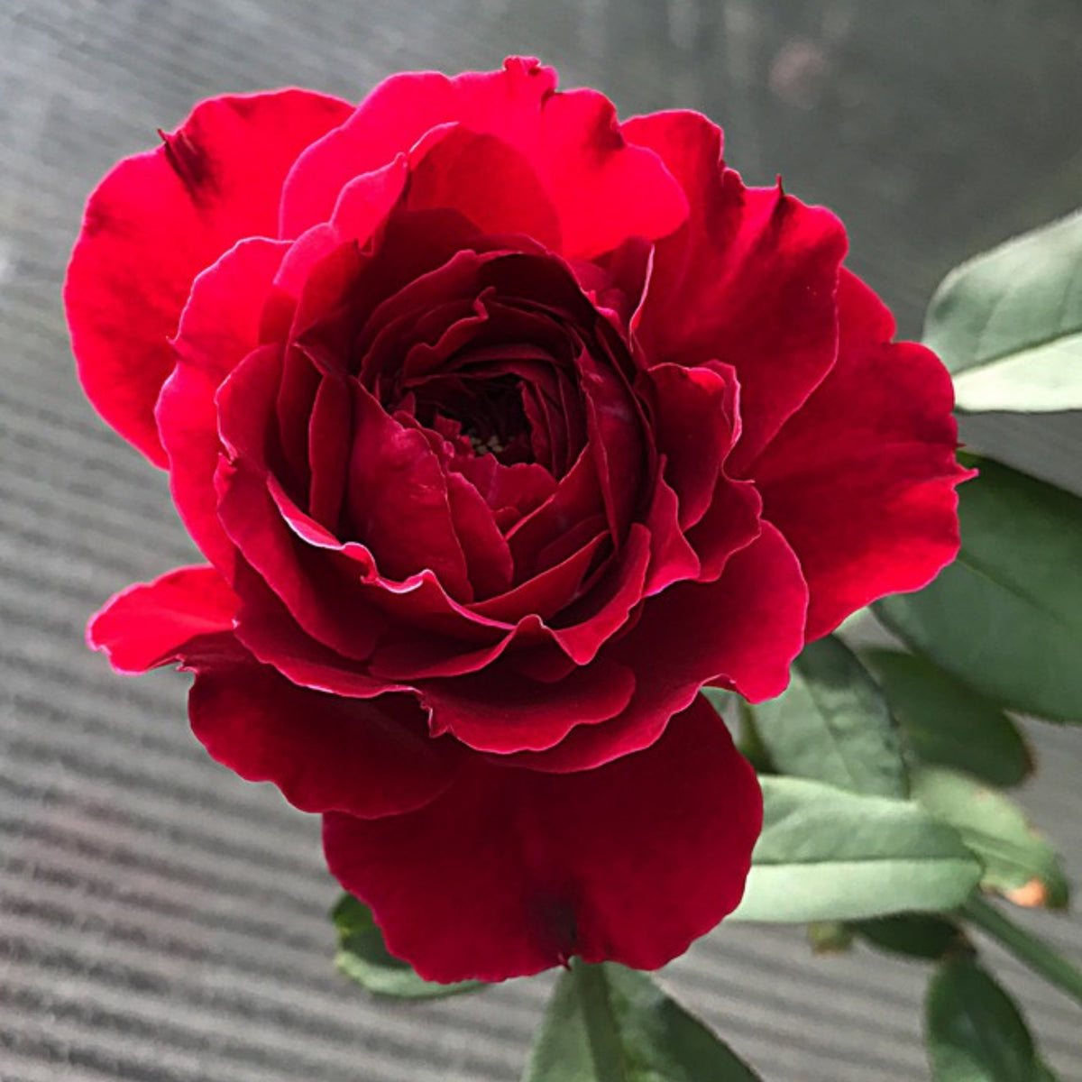 Odysseia Perennial Rose Seeds - Garden Rose, 30+ seeds