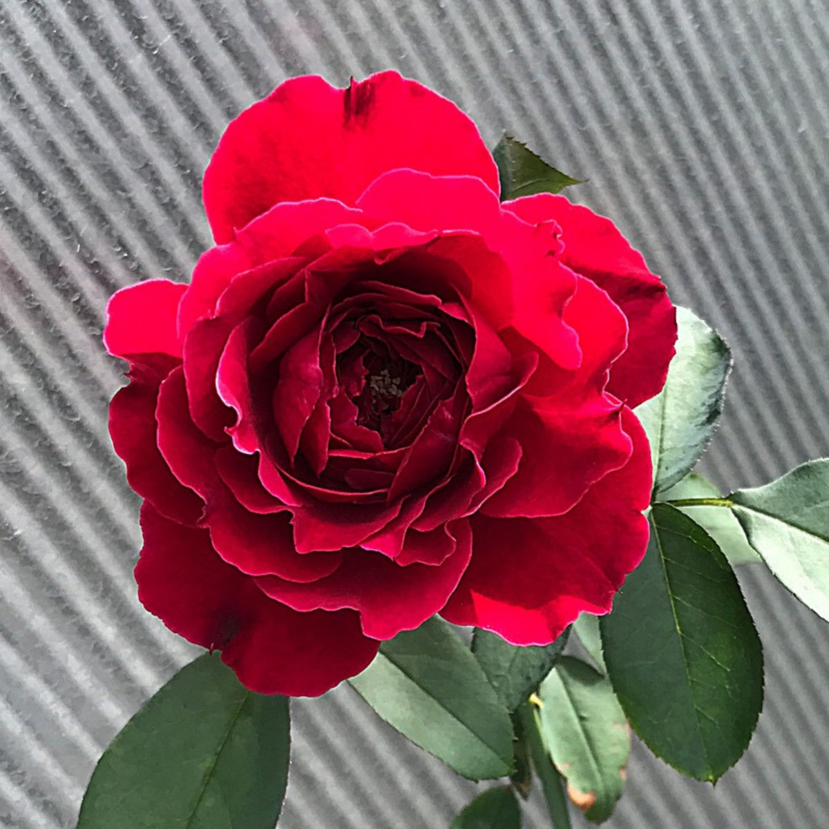 Odysseia Perennial Rose Seeds - Garden Rose, 30+ seeds