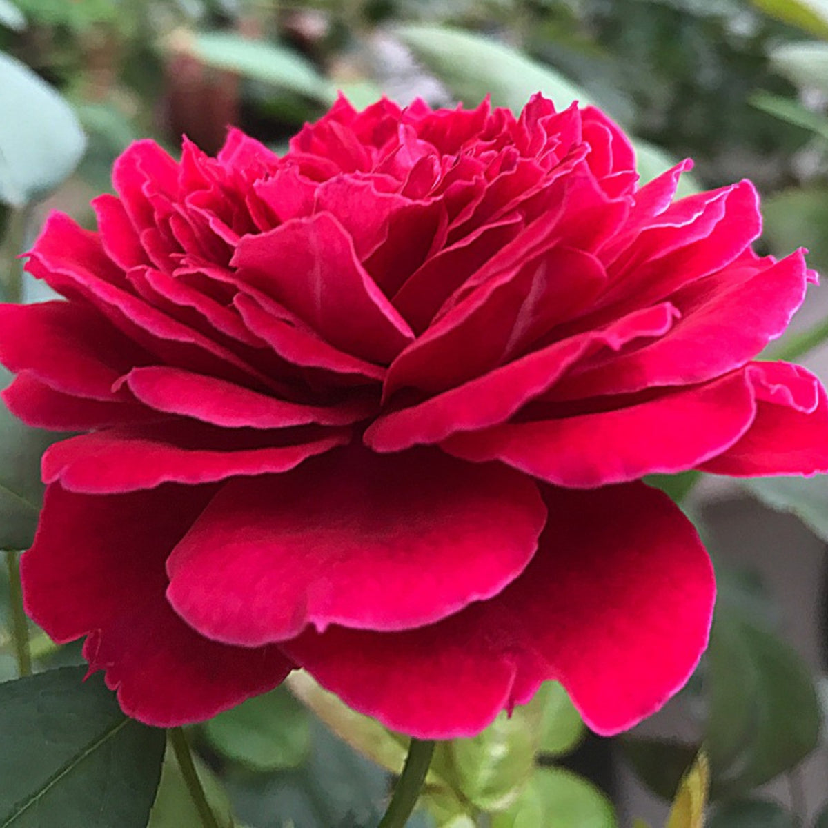 Odysseia Perennial Rose Seeds - Garden Rose, 30+ seeds