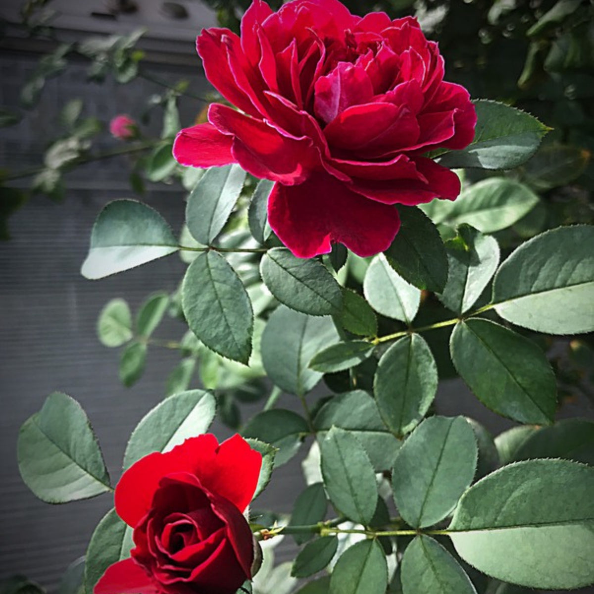 Odysseia Perennial Rose Seeds - Garden Rose, 30+ seeds