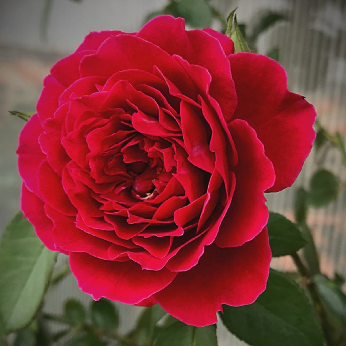 Odysseia Perennial Rose Seeds - Garden Rose, 30+ seeds