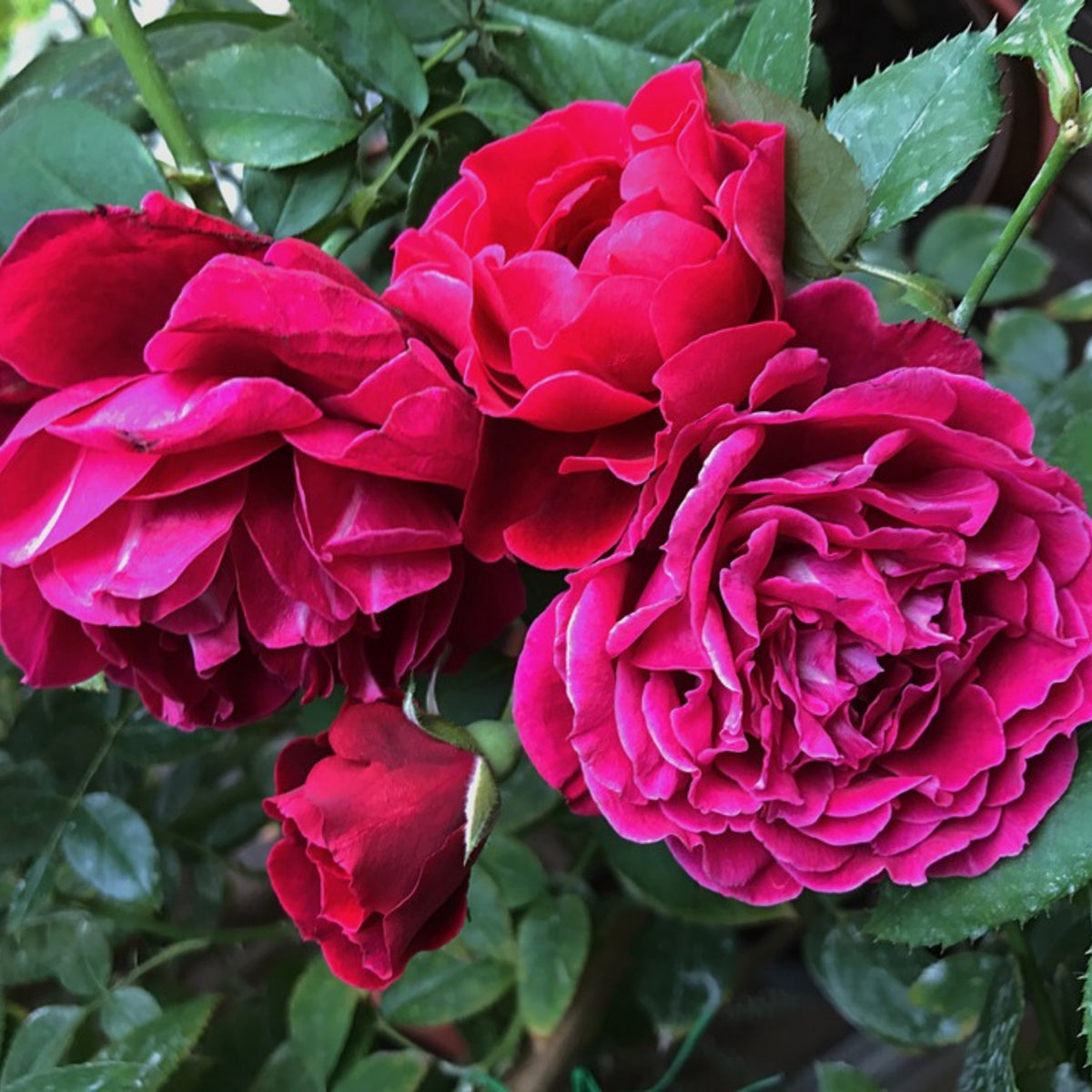 Odysseia Perennial Rose Seeds - Garden Rose, 30+ seeds