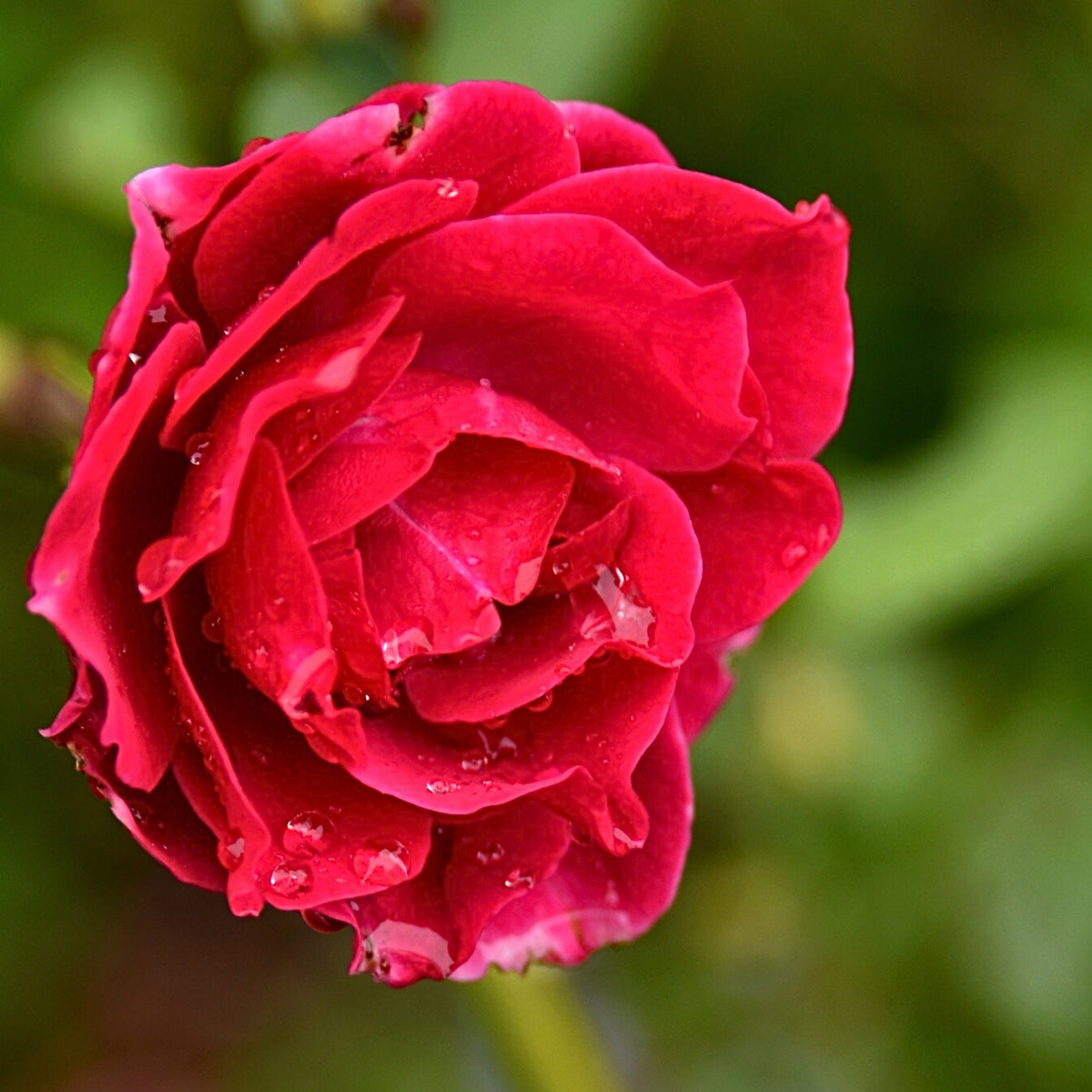 Odysseia Perennial Rose Seeds - Garden Rose, 30+ seeds