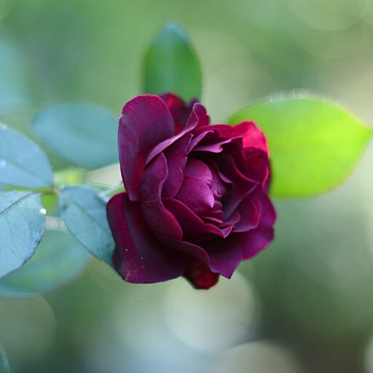 Odysseia Perennial Rose Seeds - Garden Rose, 30+ seeds