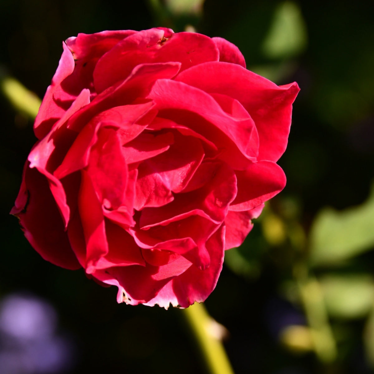 Odysseia Perennial Rose Seeds - Garden Rose, 30+ seeds