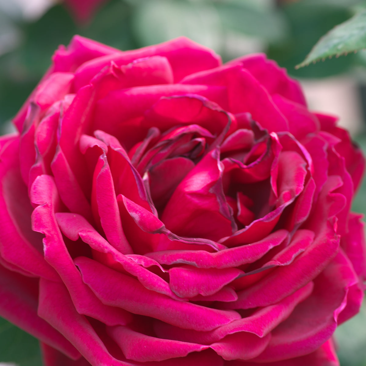 Odysseia Perennial Rose Seeds - Garden Rose, 30+ seeds