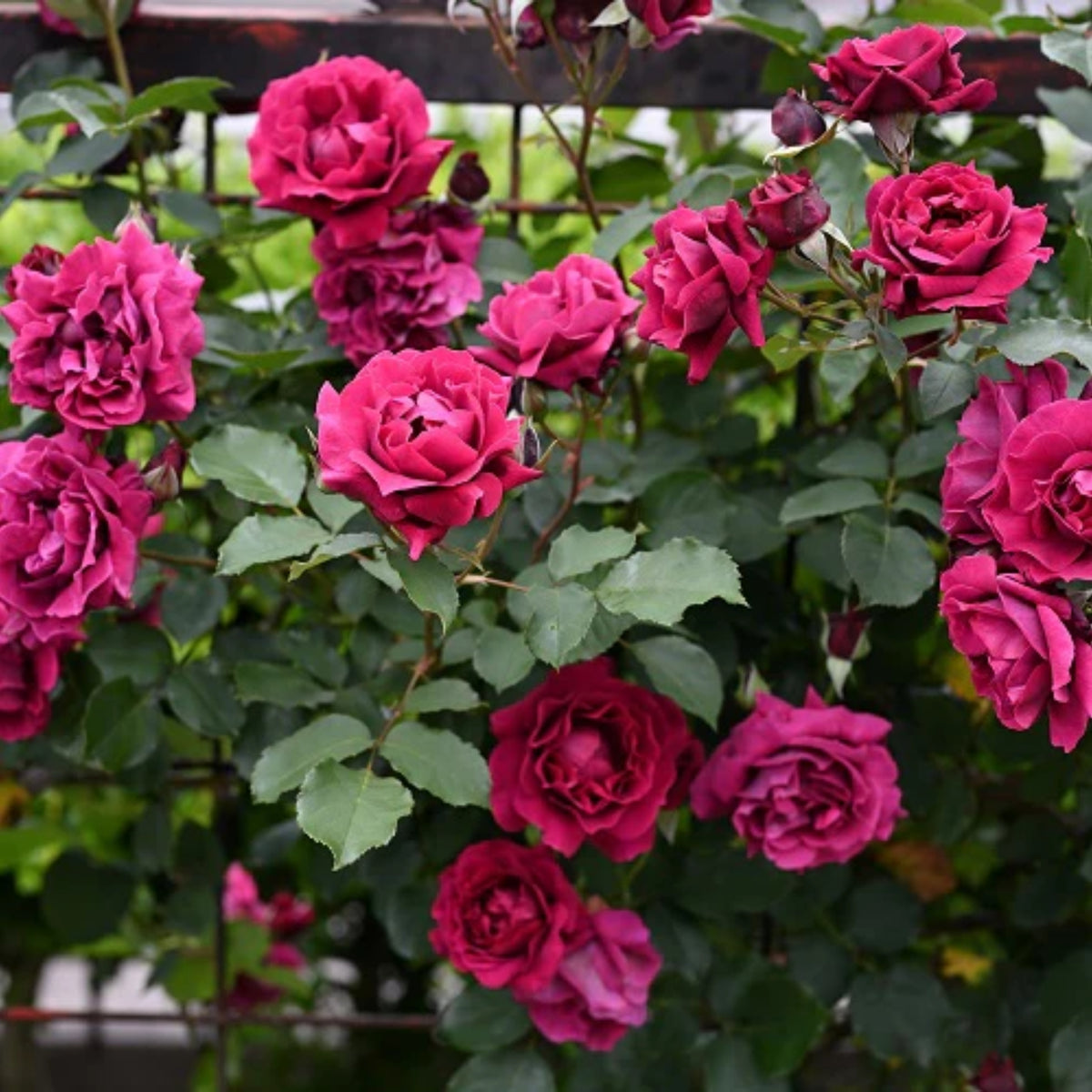 Odysseia Perennial Rose Seeds - Garden Rose, 30+ seeds