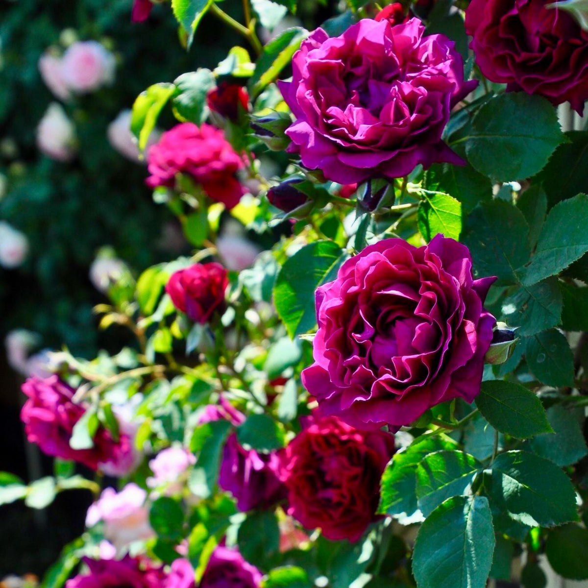 Odysseia Perennial Rose Seeds - Garden Rose, 30+ seeds