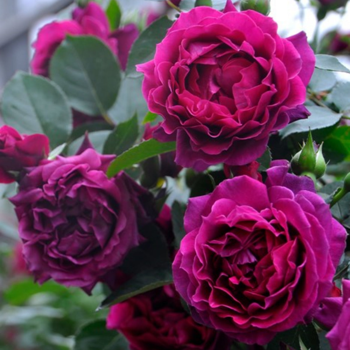 Odysseia Perennial Rose Seeds - Garden Rose, 30+ seeds
