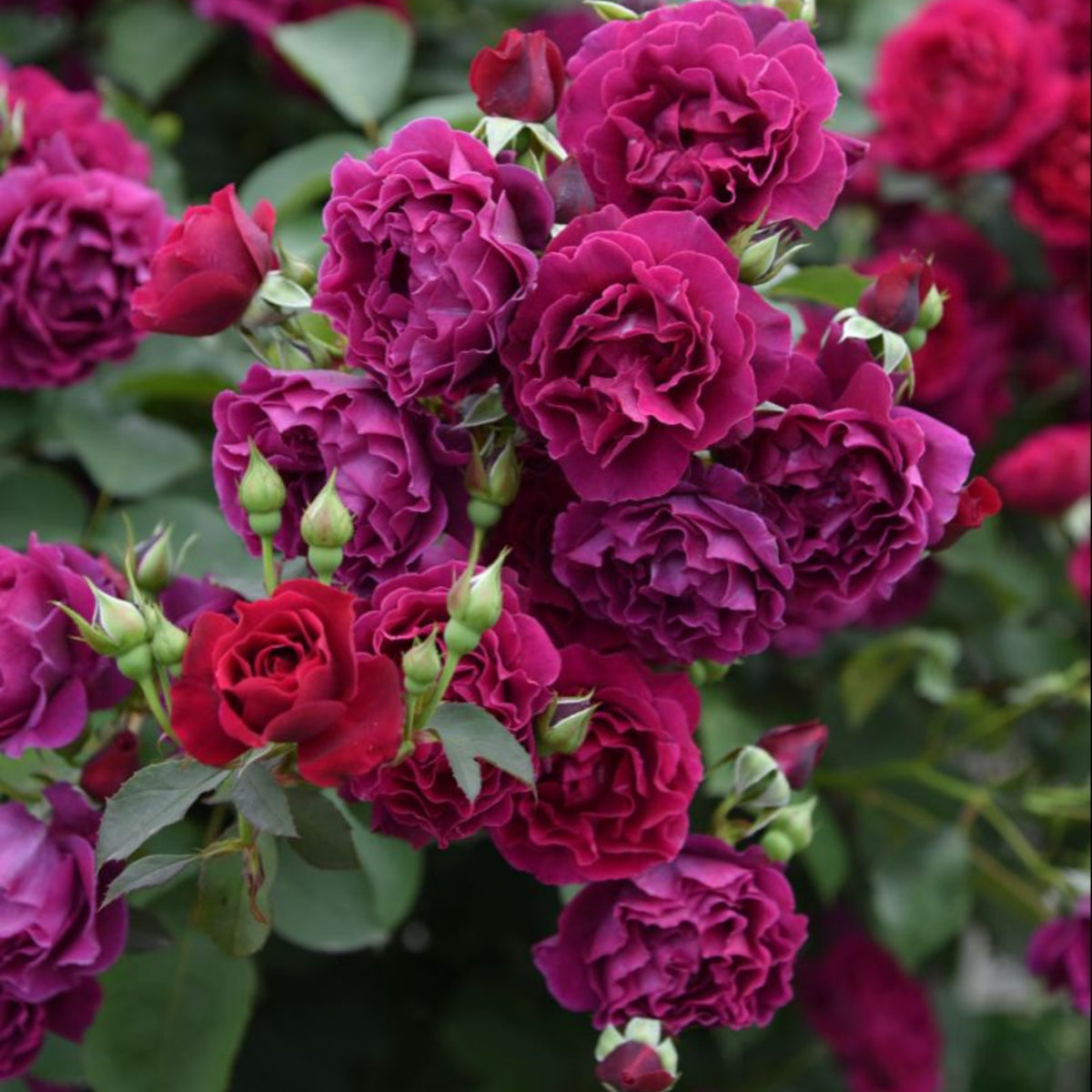 Odysseia Perennial Rose Seeds - Garden Rose, 30+ seeds