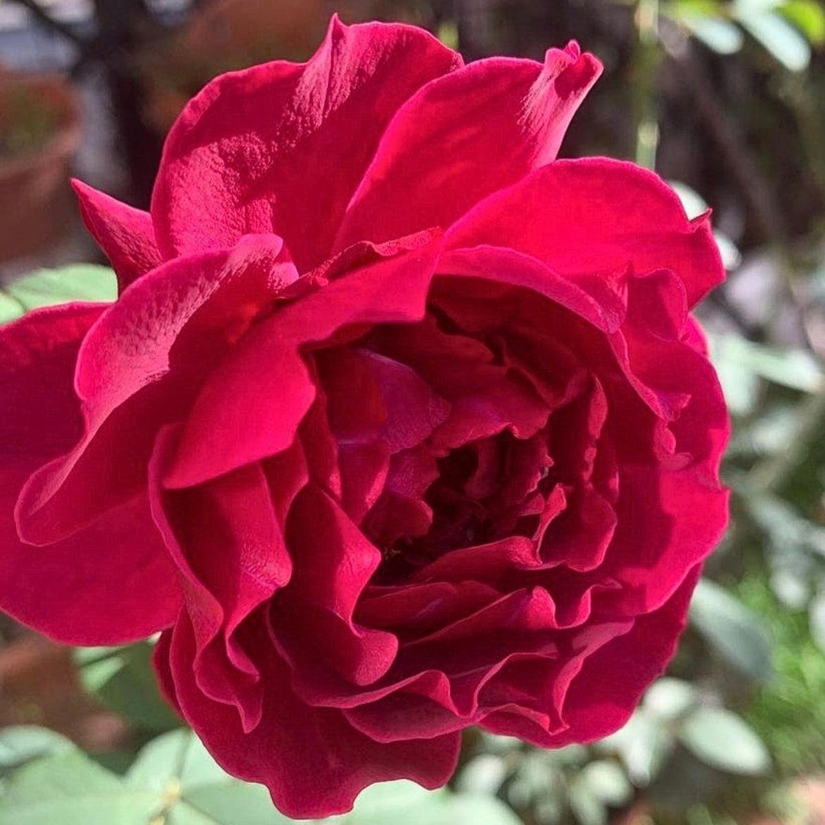 Odysseia Perennial Rose Seeds - Garden Rose, 30+ seeds