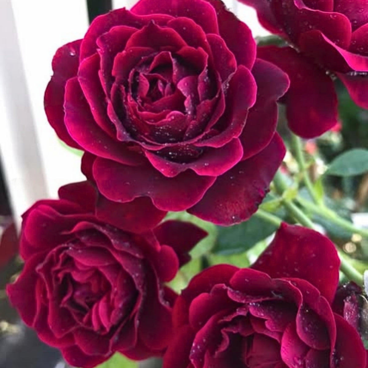 Odysseia Perennial Rose Seeds - Garden Rose, 30+ seeds