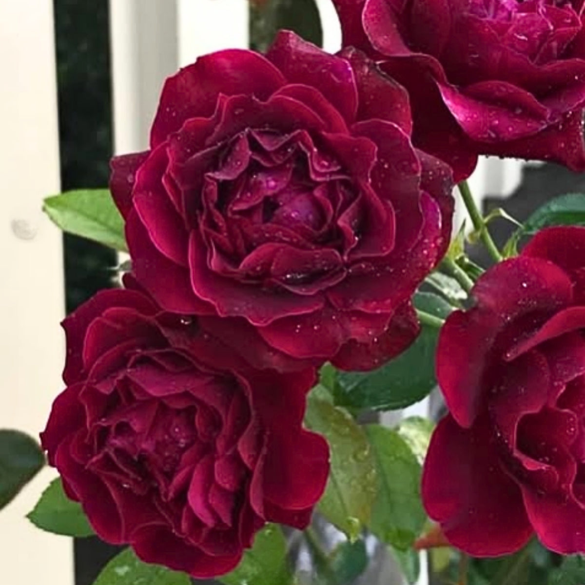 Odysseia Perennial Rose Seeds - Garden Rose, 30+ seeds