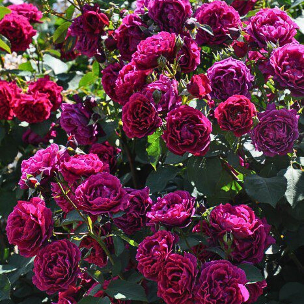 Odysseia Perennial Rose Seeds - Garden Rose, 30+ seeds