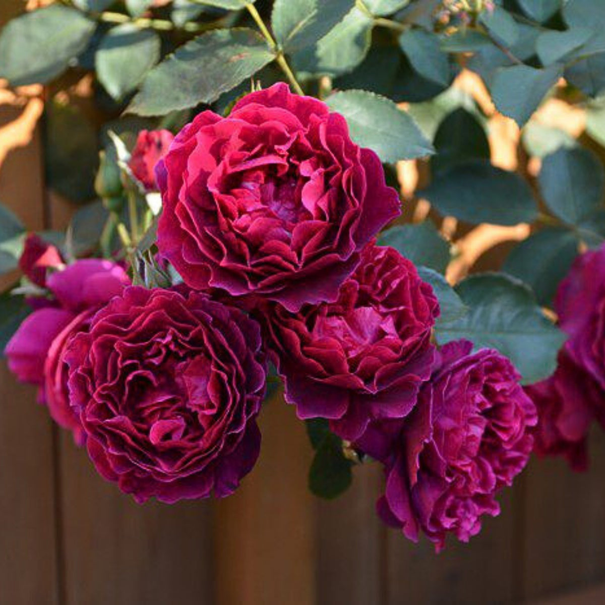 Odysseia Perennial Rose Seeds - Garden Rose, 30+ seeds