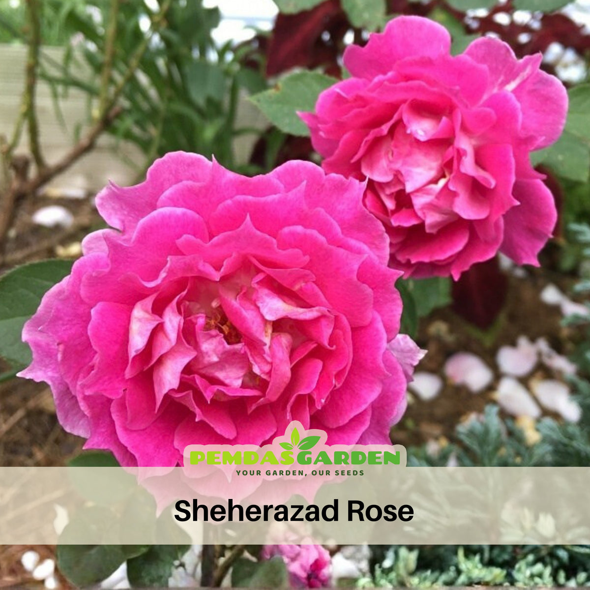 Sheherazad Perennial Rose Seeds - Garden Rose, 30+ seeds