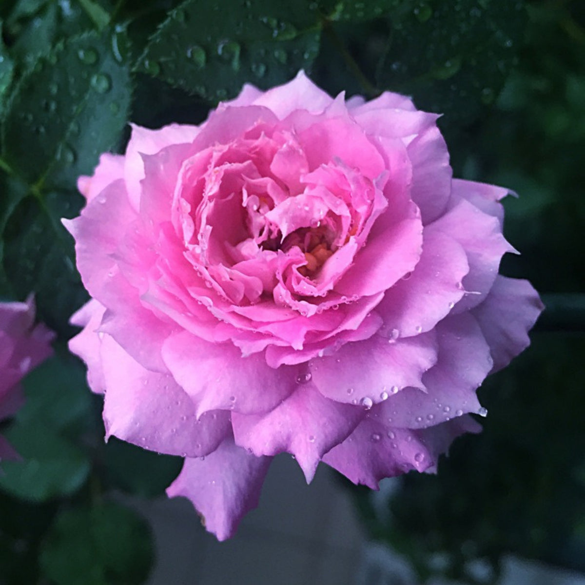 Sheherazad Perennial Rose Seeds - Garden Rose, 30+ seeds