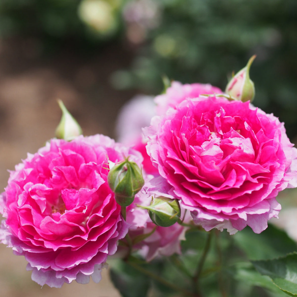 Sheherazad Perennial Rose Seeds - Garden Rose, 30+ seeds