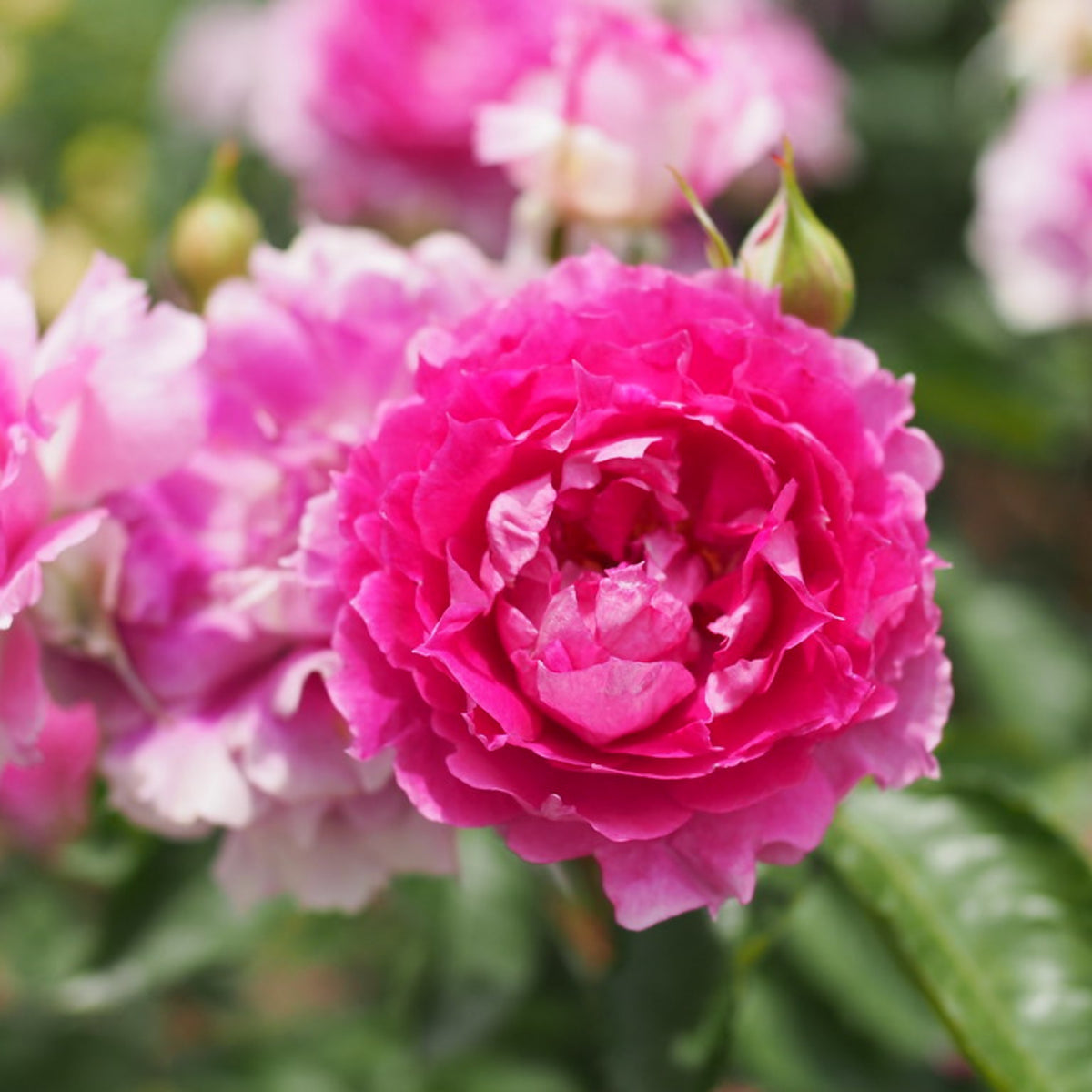 Sheherazad Perennial Rose Seeds - Garden Rose, 30+ seeds
