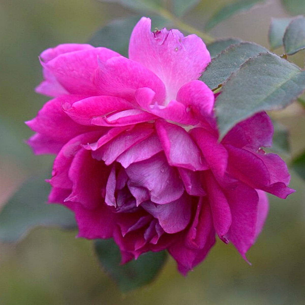 Sheherazad Perennial Rose Seeds - Garden Rose, 30+ seeds