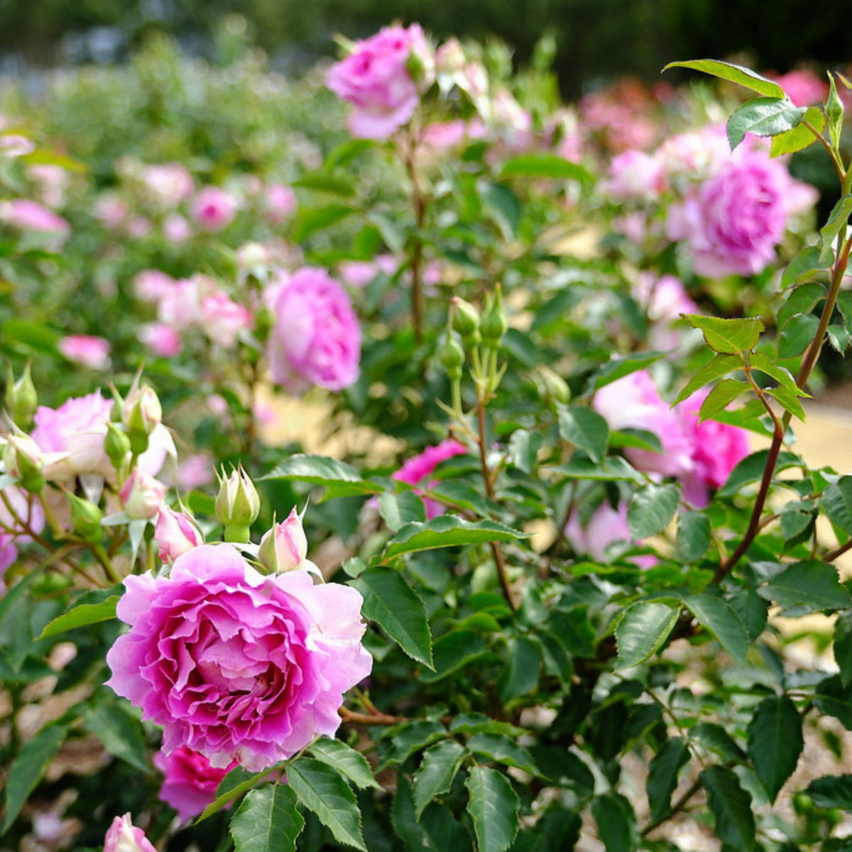 Sheherazad Perennial Rose Seeds - Garden Rose, 30+ seeds