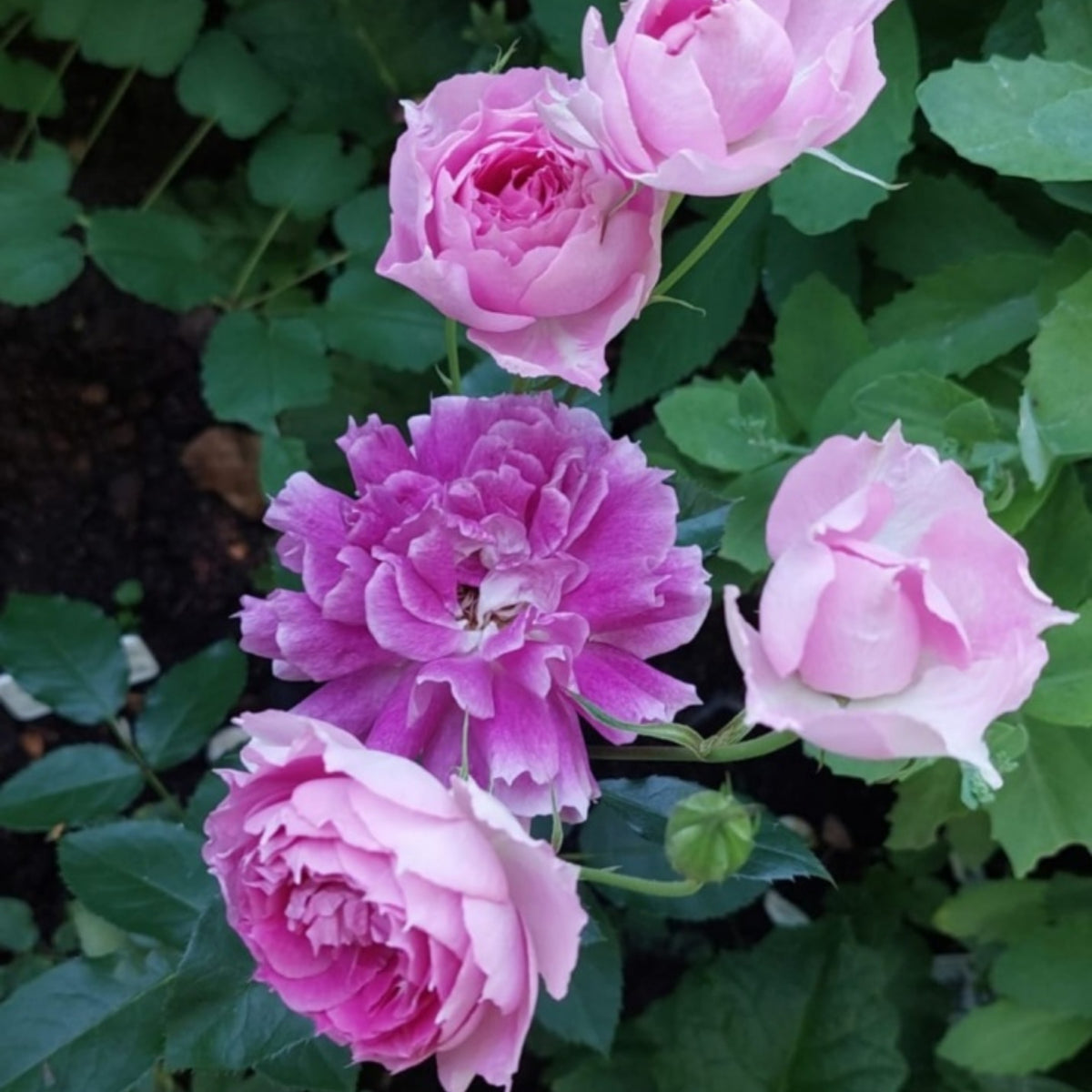 Sheherazad Perennial Rose Seeds - Garden Rose, 30+ seeds
