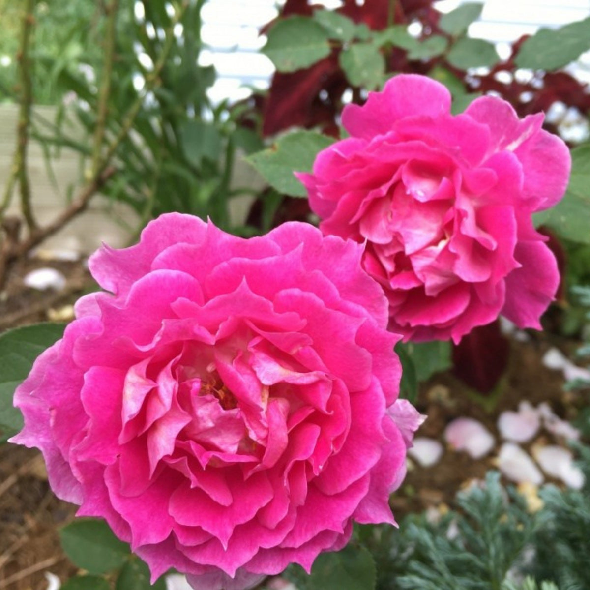Sheherazad Perennial Rose Seeds - Garden Rose, 30+ seeds