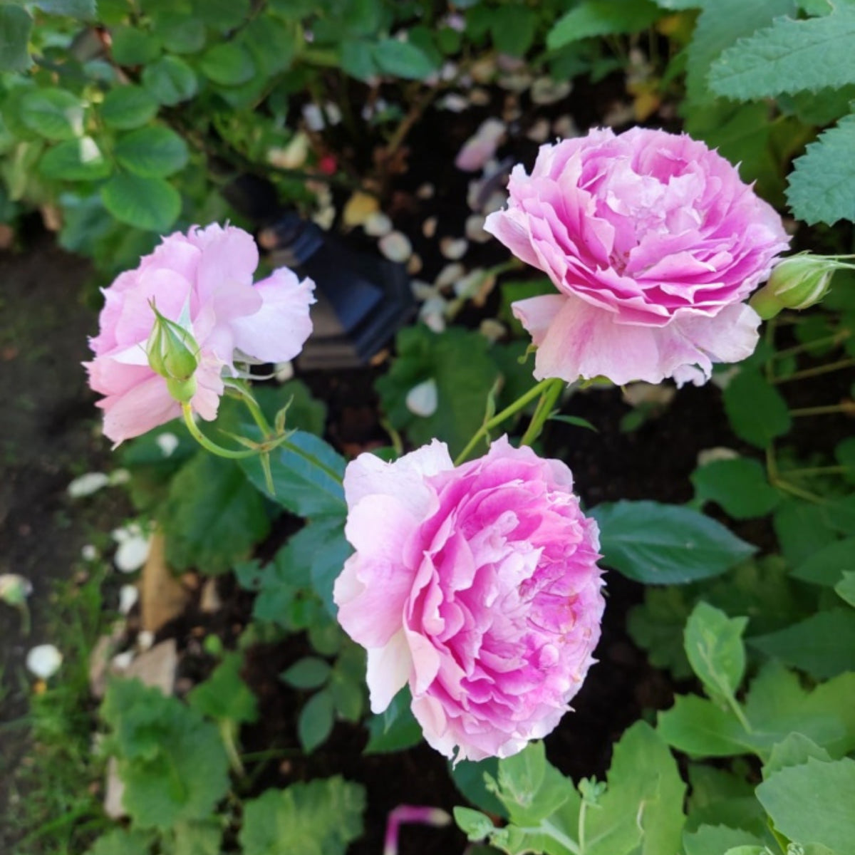 Sheherazad Perennial Rose Seeds - Garden Rose, 30+ seeds