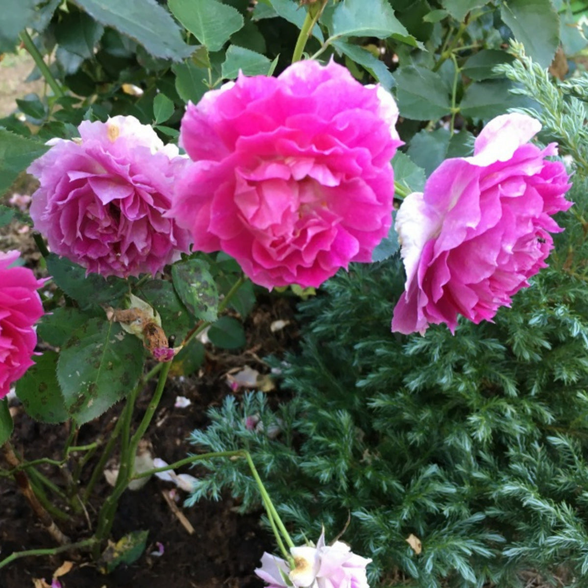 Sheherazad Perennial Rose Seeds - Garden Rose, 30+ seeds
