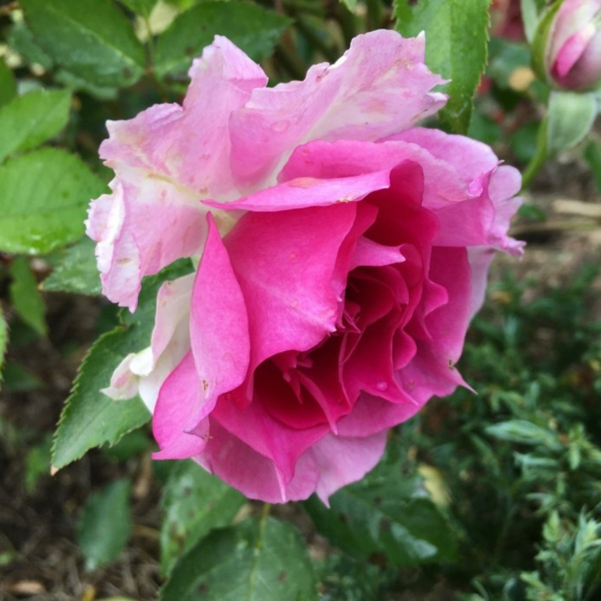 Sheherazad Perennial Rose Seeds - Garden Rose, 30+ seeds