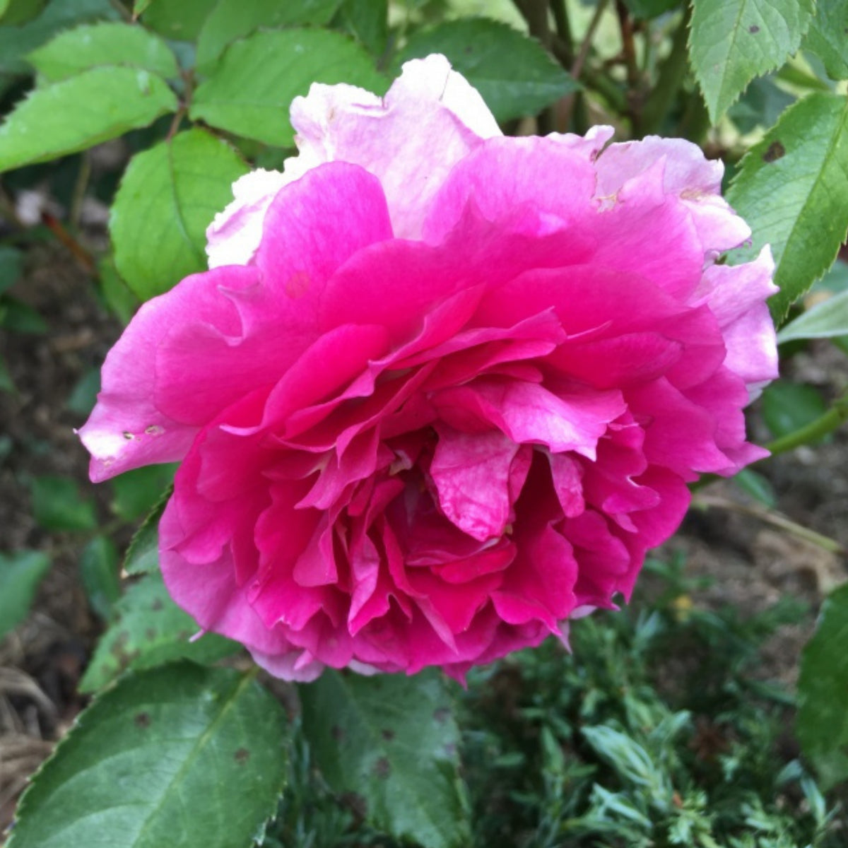 Sheherazad Perennial Rose Seeds - Garden Rose, 30+ seeds