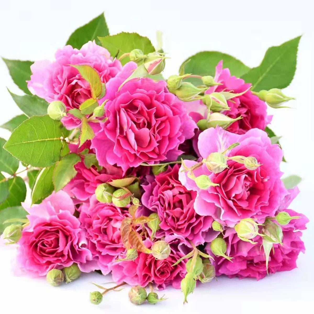 Sheherazad Perennial Rose Seeds - Garden Rose, 30+ seeds