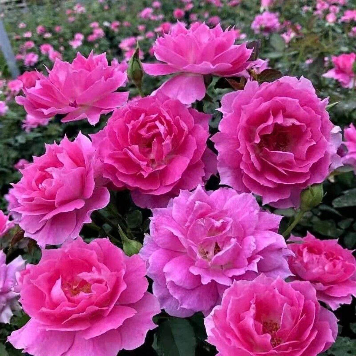 Sheherazad Perennial Rose Seeds - Garden Rose, 30+ seeds