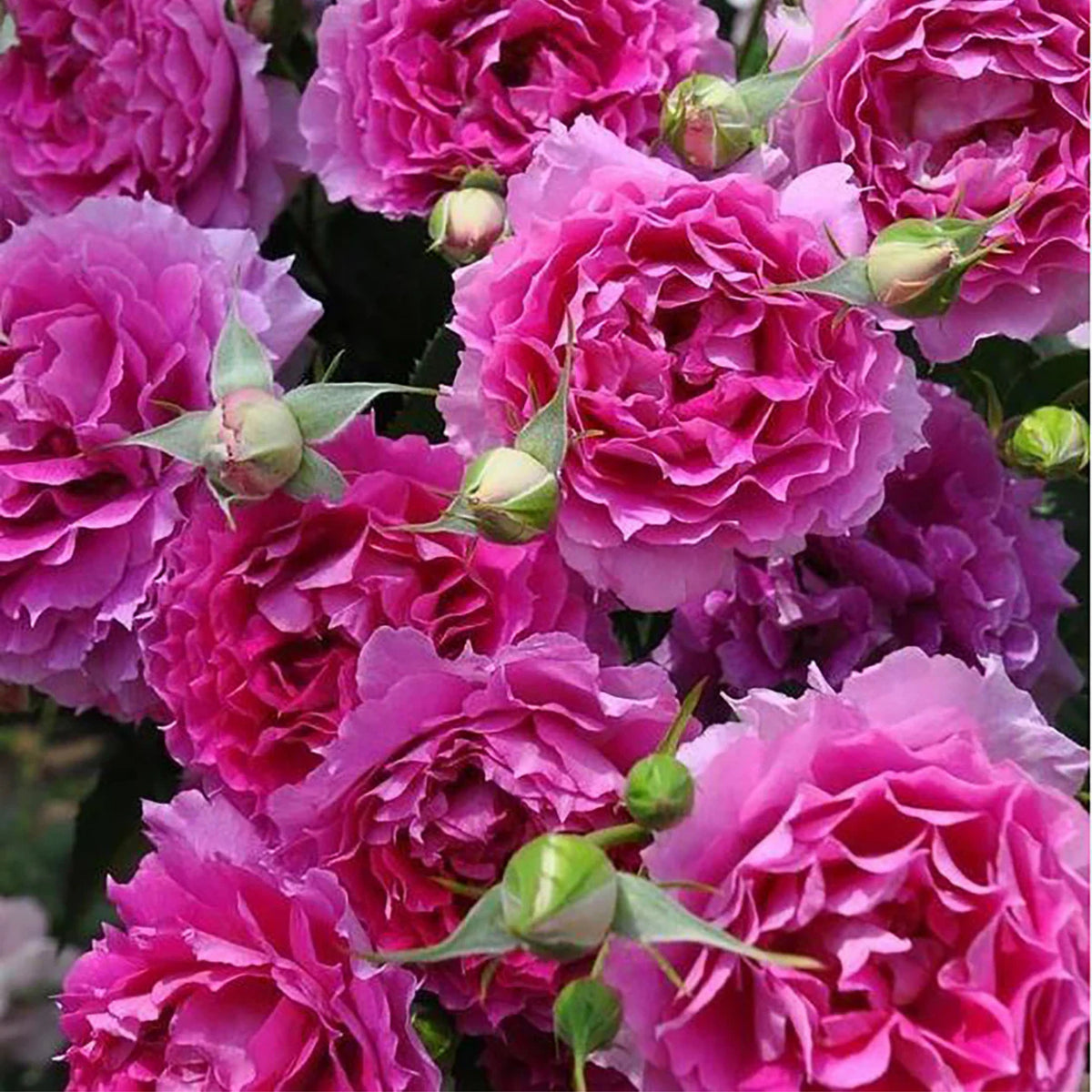 Sheherazad Perennial Rose Seeds - Garden Rose, 30+ seeds