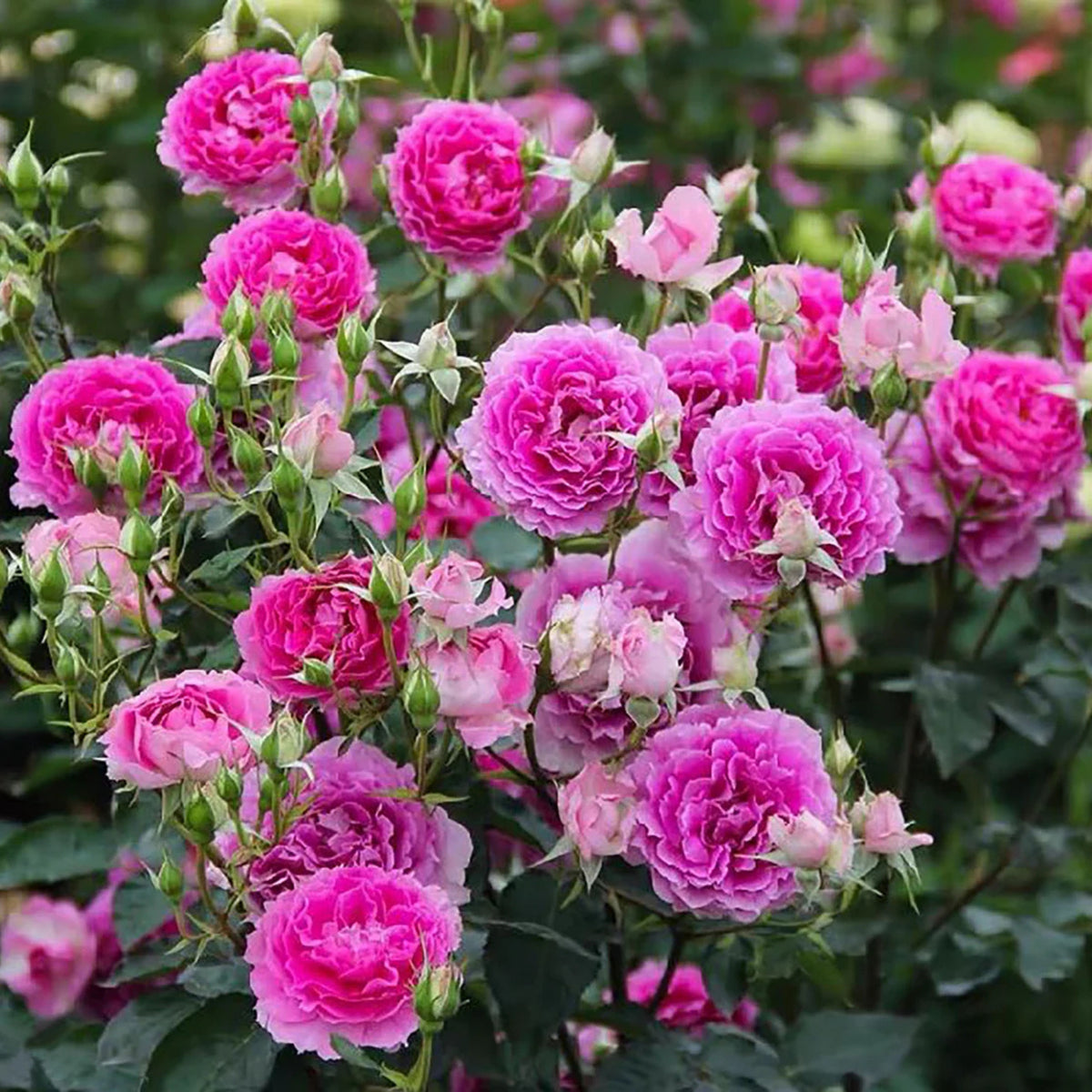 Sheherazad Perennial Rose Seeds - Garden Rose, 30+ seeds